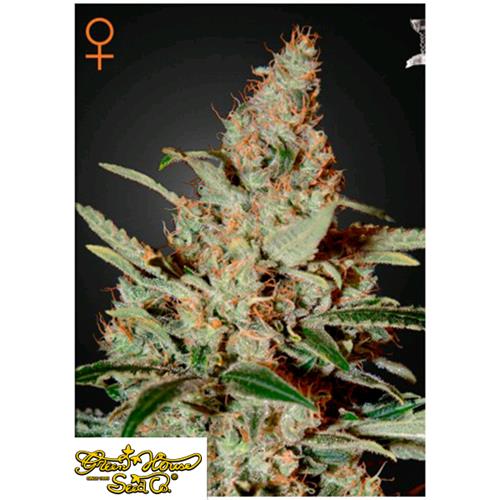 GREEN HOUSE - CHEMDOG FEM - 1 SEED