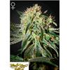 GREEN HOUSE - DAMN SOUR FEM - 3 SEMI