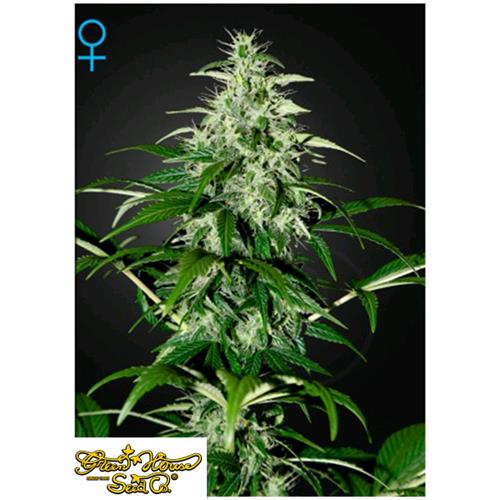 GREEN HOUSE - KALASHNIKOVA AUTO - 10 SEMI