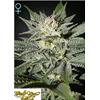 ***FINO AD ESAURIMENTO SCORTE*** GREEN HOUSE - KING'S KUSH CBD - 10 SEMI