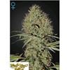 GREEN HOUSE - SUPER BUD AUTOFLOWERING - 3 SEMI
