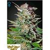 GREEN HOUSE SUPER LEMON HAZE AUTOFLOWERING 10 SEEDS