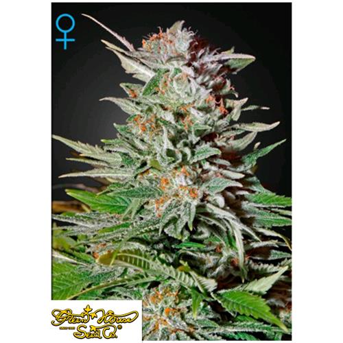GREEN HOUSE - SUPER LEMON HAZE AUTOFLOWERING - 3 SEEDS