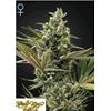 ***FINO AD ESAURIMENTO SCORTE*** GREEN HOUSE - SUPER LEMON HAZE AUTOFLOWERING CBD - 10 SEMI