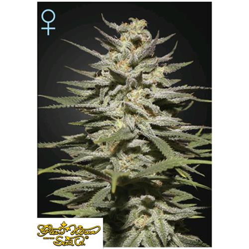 GREEN HOUSE - SUPER LEMON HAZE CBD - 5 SEEDS