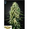 ***FINO AD ESAURIMENTO SCORTE*** GREEN HOUSE - SUPER SILVER HAZE CBD - 5 SEMI