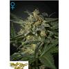 GREEN HOUSE WHITE WIDOW AUTO 10 SEEDS