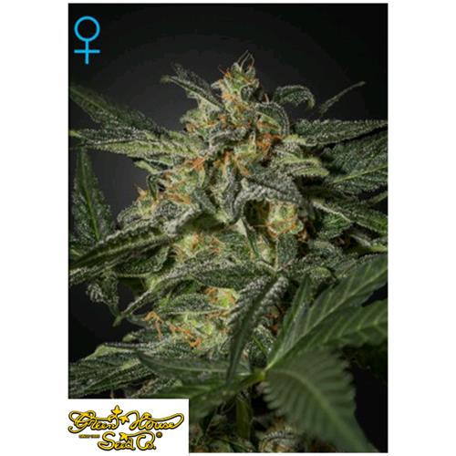GREEN HOUSE - WHITE WIDOW AUTO - 1 SEME