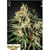 GREEN HOUSE - GH CHEESE FEM - 3 SEEDS