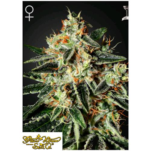 GREEN HOUSE - GH CHEESE FEM - 1 SEME