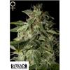 GREEN HOUSE - AFGOOEY - 10 SEMI (STRAIN HUNTERS)