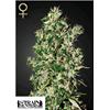 GREEN HOUSE - BIG TOOTH - 10 SEMI (STRAIN HUNTERS)