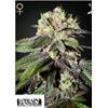 GREEN HOUSE - CABOOSE - 10 SEMI (STRAIN HUNTERS)