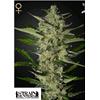 GREEN HOUSE - FLOWERBOMB KUSH - 10 SEMI (STRAIN HUNTERS)
