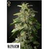 GREEN HOUSE - MONEY MAKER - 10 SEMI (STRAIN HUNTERS)