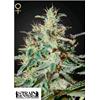 GREEN HOUSE - WHITE LEMON - 10 SEMI (STRAIN HUNTERS)