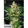 GREEN HOUSE - DAMNESIA AUTO - 3 SEMI (STRAIN HUNTERS)