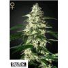 GREEN HOUSE - SKUNK AUTOFLOWERING - 10 SEMI (STRAIN HUNTERS)