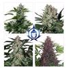 BUDDHA SEEDS - ASSORTED AUTO - BLISTER 10 SEMI ASSORTITI SEPARABILI