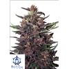 BUDDHA SEEDS - BUDDHA PURPLE KUSH AUTO - 3 SEMI