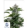 BUDDHA SEEDS - BUDDHA WHITE DWARF AUTO - BLISTER 10 SEMI SPERABILI - REGOLARI