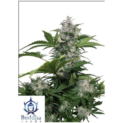 BUDDHA SEEDS - WHITE DWARF AUTO - 5 SEEDS