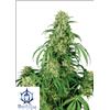 BUDDHA SEEDS - CALAMITY JANE AUTO - 3 SEMI