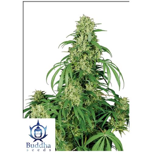 BUDDHA SEEDS - CALAMITY JANE AUTO - 3 SEMI