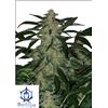 BUDDHA SEEDS - DEIMOS AUTO - 10 SEMI - BLISTER 10 SEMI SEPARABILI