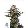 BUDDHA SEEDS - AMNESIA FEMMINIZZATA - BLISTER 10 SEMI SEPARABILI