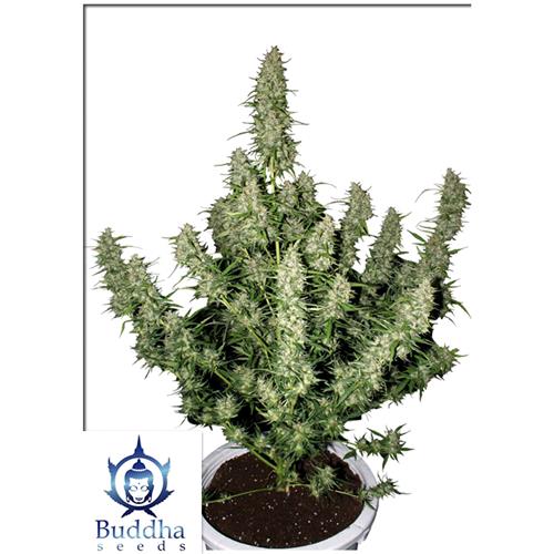 BUDDHA SEEDS - MAGNUM AUTO - BLISTER 10 SEEDS