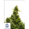 BUDDHA SEEDS - MEDIKIT AUTO - 3 SEMI