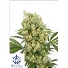 BUDDHA SEEDS - MEDIKIT FEMMINIZZATA - 3 SEMI
