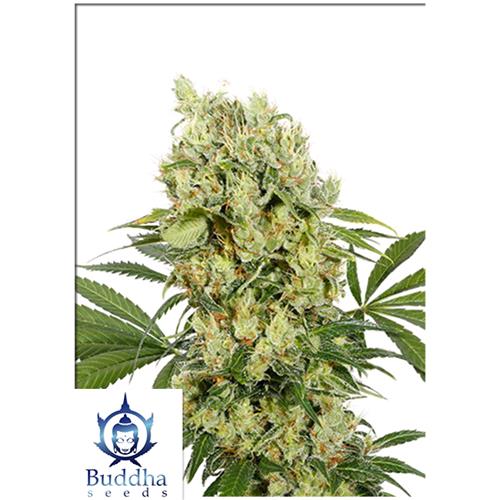BUDDHA SEEDS - MEDIKIT FEMINIZED - 3 SEEDS