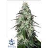 BUDDHA SEEDS - PULSAR FEMMINIZZATA - 3 SEMI