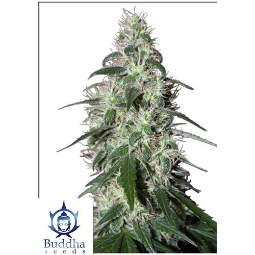 BUDDHA SEEDS - PULSAR FEMMINIZZATA - 5 SEMI