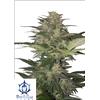 BUDDHA SEEDS - RED DWARF AUTO - 3 SEMI
