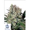 BUDDHA SEEDS - SYRUP AUTO - BLISTER 10 SEMI SEPARABILI