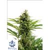 BUDDHA SEEDS - VESTA AUTO 10 SEEDS