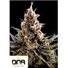 DNA GENETICS - 24K GOLD FEM - 3 SEMI