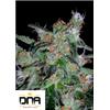 DNA GENETICS - 60 DAYS WONDER AUTO - 3 SEMI 