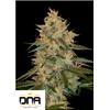DNA GENETICS - CHOCOLOPE KUSH FEM - 6 SEMI