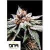 DNA GENETICS - DJ'S GOLD FEM - 3 SEMI