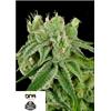 DNA GENETICS - BANANA SPLIT REG - 12 SEMI