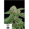 DNA GENETICS - CROCKETTS CONFIDENTIAL REG - 12 SEEDS
