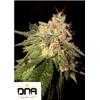DNA GENETICS - OG KUSH FEM - 5 SEEDS