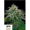 DNA GENETICS - X18 PURE PAKISTANI REG - 13 SEMI