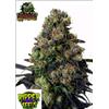 RIPPER SEEDS - ACID DOUGHT - 1 SEME