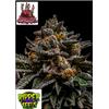 RIPPER SEEDS - BRAIN CAKE - 1 SEME