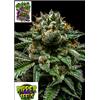 RIPPER SEEDS - CHEMPIE - 1 SEME